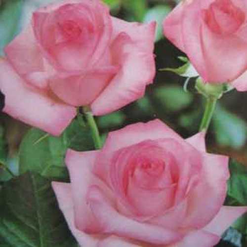 Rosy Mantle Climbing Rose