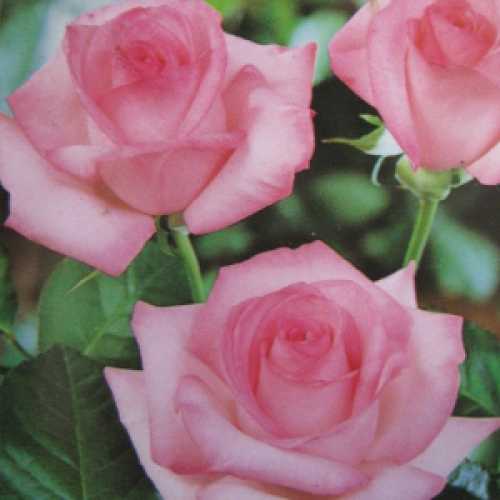Buy Rosy Mantle Climbing Rose Buy Climbing Roses Online UK