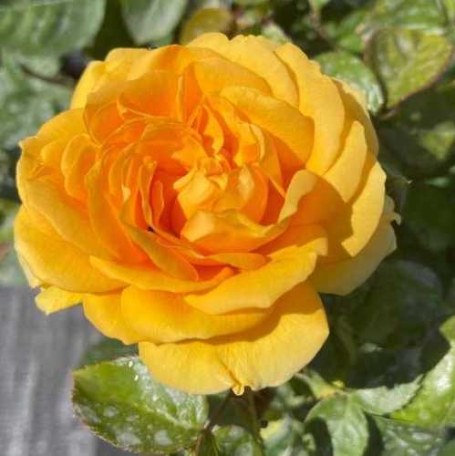 Absolutely Fabulous (Julia Child) Floribunda Rose