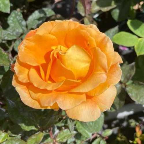Amber Queen Floribunda Rose
