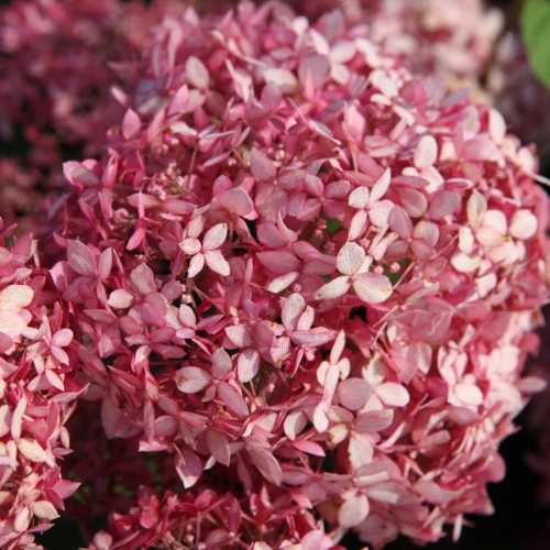Hydrangea Arborescens Pink Annabelle II Proven Winners