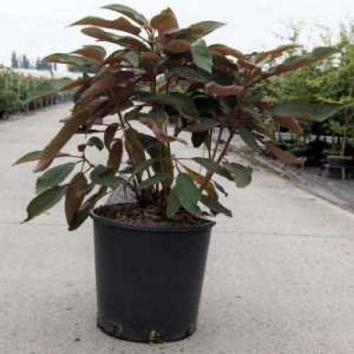 Hydrangea Aspera Macrophylla Large Leaved Scabrous Hydrangea