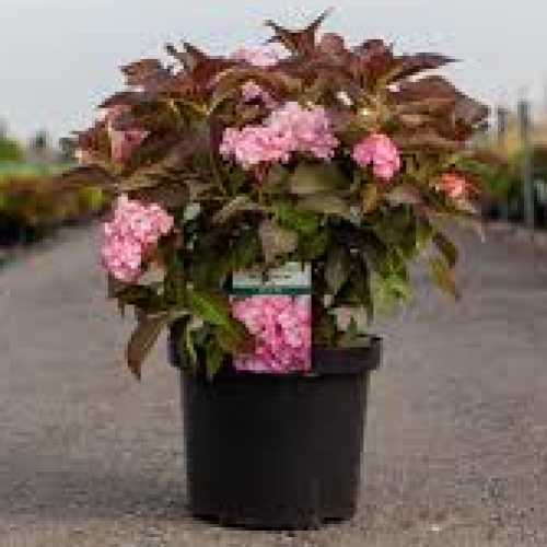 Buy Hydrangea Macrophylla Miss Saori You and Me UK Double