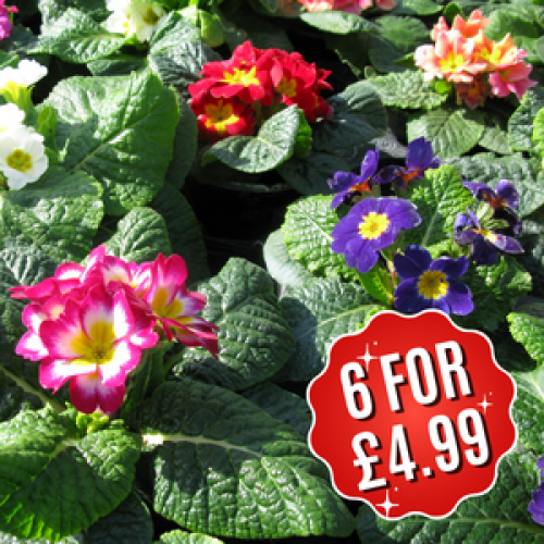 Buy Winter Primroses Online Plants Galore Online Essex