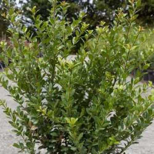 Ilex Crenata Caroline Upright 40-50cm Heitght x 45cm Wide Wired Rootball