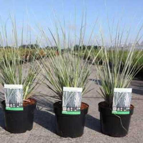 Cortaderia Selloana Silver Mini Pampas Grass