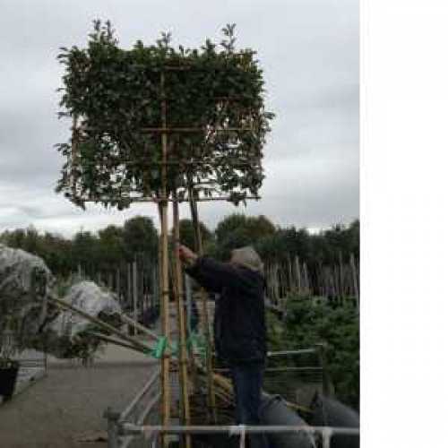 Photinia Red Robin Pleached Trees : Cheap Photina Red 