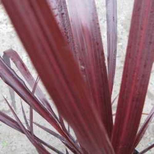 Cordyline Zumba