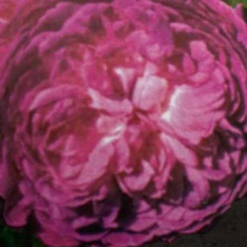 Reine Des Violettes Old Fashioned Hybrid Tea Rose