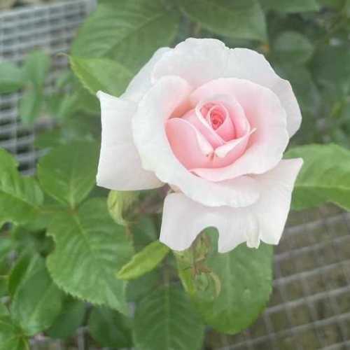 A Whiter Shade of Pale (Peafanfare) Hybrid Tea Rose