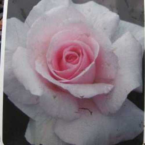 A Whiter Shade of Pale (Peafanfare) Hybrid Tea Rose