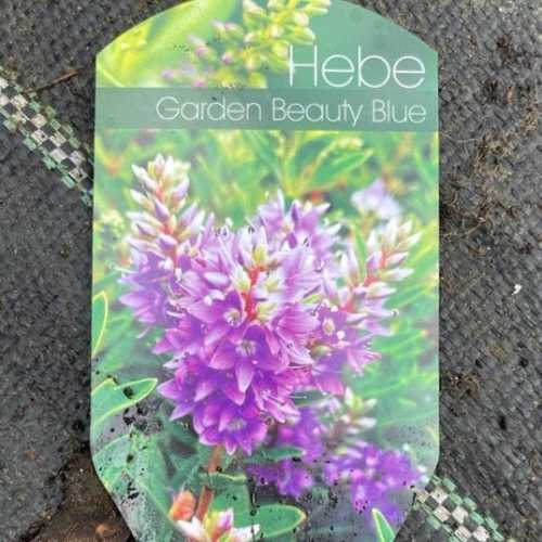 Hebe Garden Beauty Blue