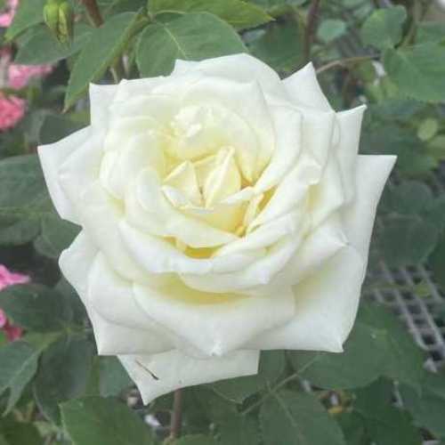 Polar Star (Tanlarpost) Hybrid Tea Rose