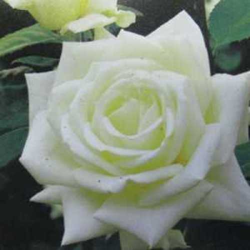 Polar Star (Tanlarpost) Hybrid Tea Rose
