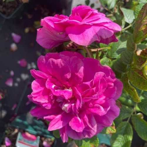 Roseraie Rugosa De L'Hay Shrub Rose