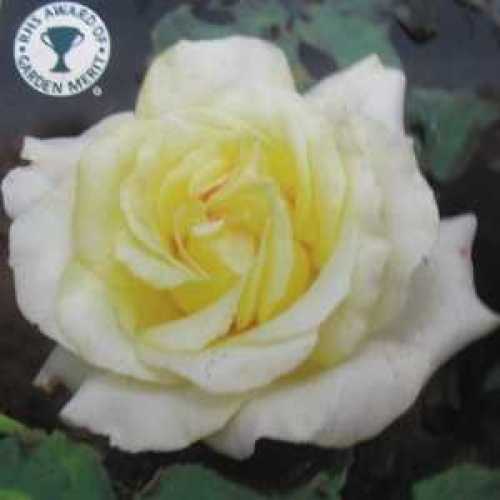 Elina Hybrid Tea Rose