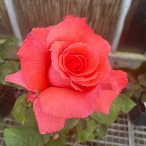 6332_500_033920_Duke_of_Windsor_HT_Rose_300.jpg