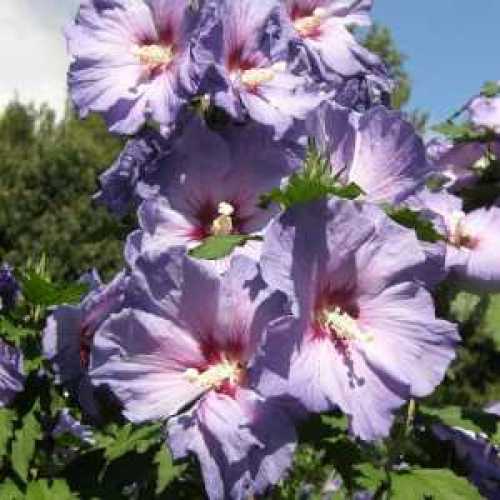 Hibiscus syriacus Azurri (Azure Blue) Rose Of Sharon