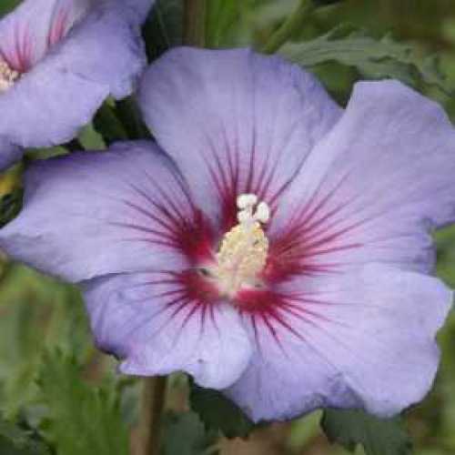 Hibiscus syriacus Azurri (Azure Blue) Rose Of Sharon
