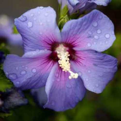 Hibiscus syriacus Azurri (Azure Blue) Rose Of Sharon