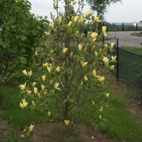 Cheap Magnolia Daphne Buy Yellow Flowering Magnolia