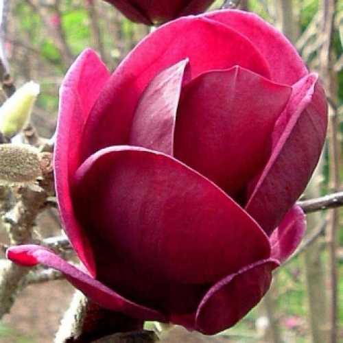 Magnolia GENIE