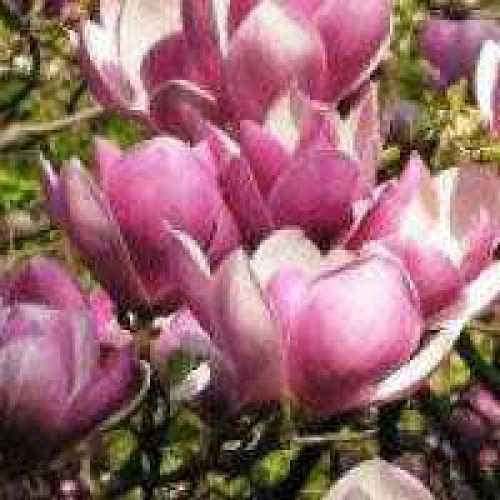 Cheap Magnolia Satsfaction Buy Magnolia Bushes UK