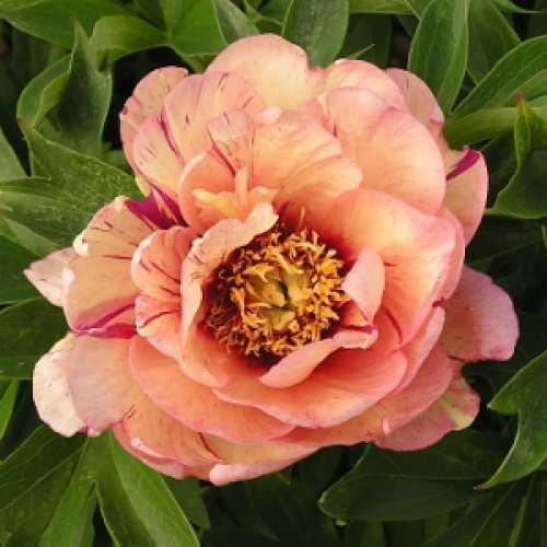 Buy Callies Memory Intersectional Peony Buy Intesectional Peonies Online