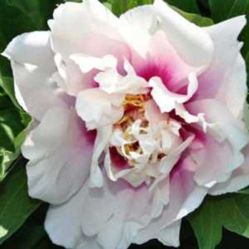 Peony (Paeonia) ITOH Intersectional Cora Louise