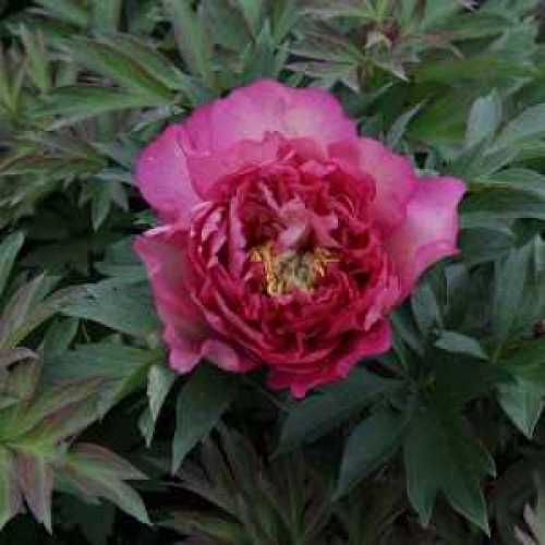 Buy Hillary Intersectional Peony Buy Peony Hillary Buy Hillary Intersectional Peony Buy Peony Hillary