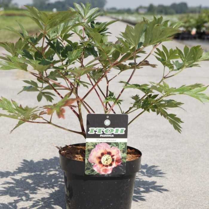 6381_500_101155_Paeonia_ITOH_Pastel_Splendor_large.jpeg
