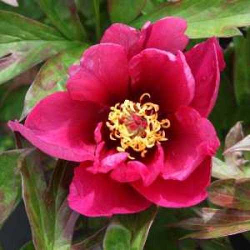 Peony (Paeonia) ITOH Intersectional Pink Ardour
