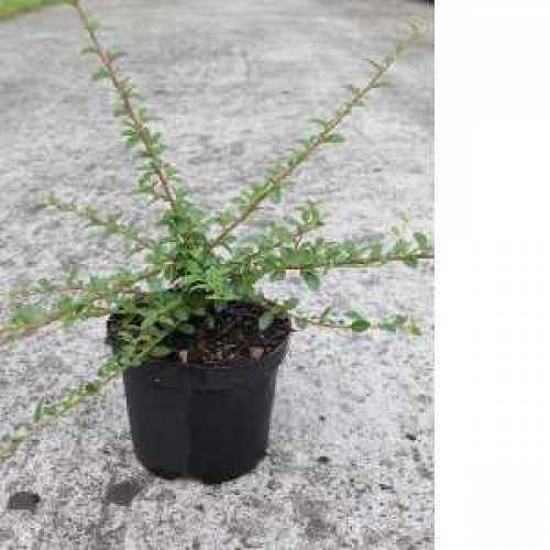Cotoneaster Suecicus Coral Beauty