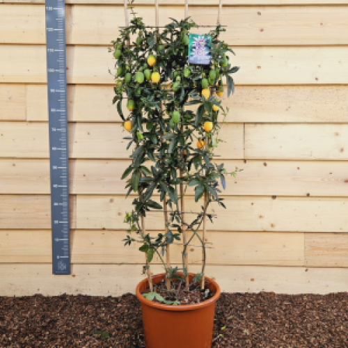 6401_500_120354_Passiflora_Clear_Sky_trellis.png