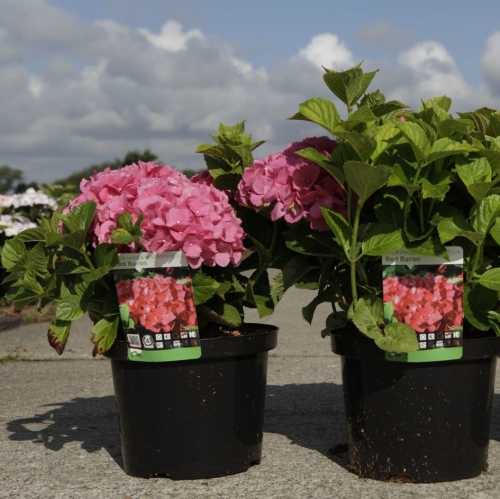 Hydrangea Macrophylla Red Baron