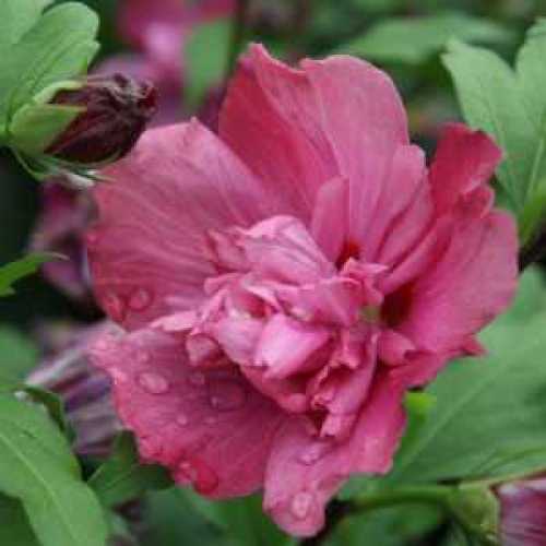 6420_500_071353_Hibiscus_Freedom_Flower_1_300.jpeg