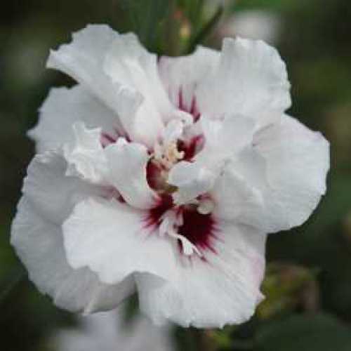 6421_500_101901_Hibiscus_Lady_Stanley_Flower_300.jpeg