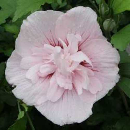 Hibiscus Syriacus Pink Chiffon Rose of Sharon