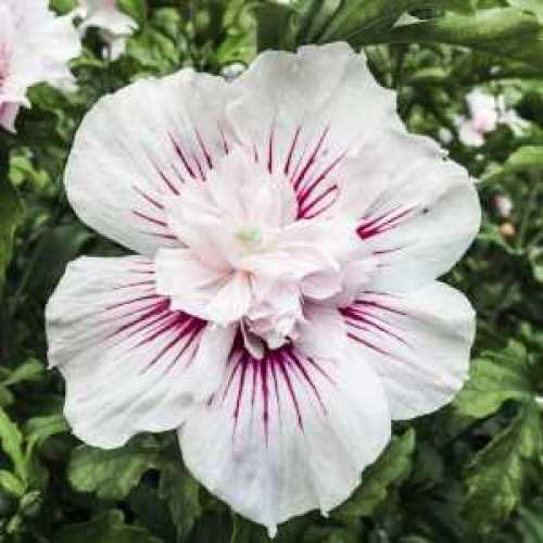 6427_500_034039_Hibiscus_Starburst_Chiffon_Flower_300.jpeg