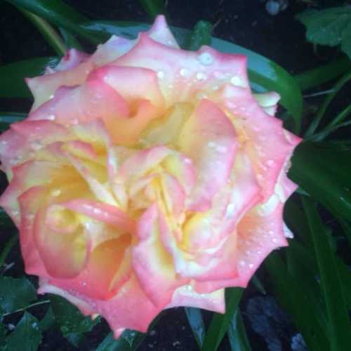 Tequila Sunrise Hybrid Tea Rose