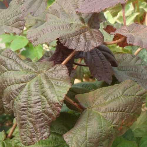 Corylus Avellana Red Majestic Purple Corkscrew Hazel