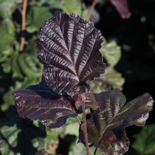 Corylus Maxima Purpurea Purple Hazel