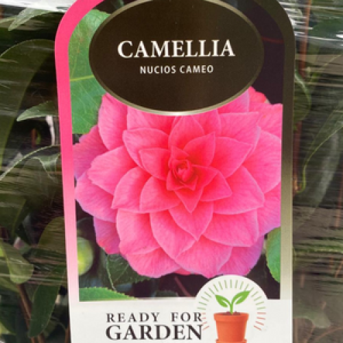 Camellia Japonica Nucios Cameo
