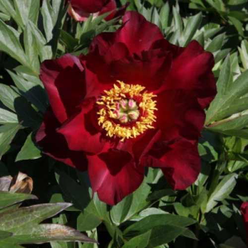 Peony (Paeonia) ITOH Intersectional Scarlet Heaven