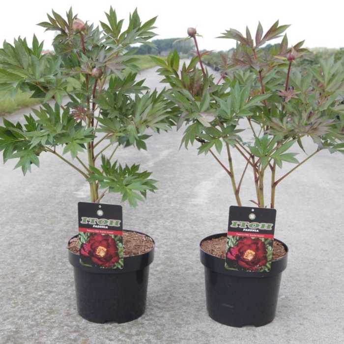 6478_500_101518_Paeonia_ITOH_Scarlet_Heaven_large.jpeg