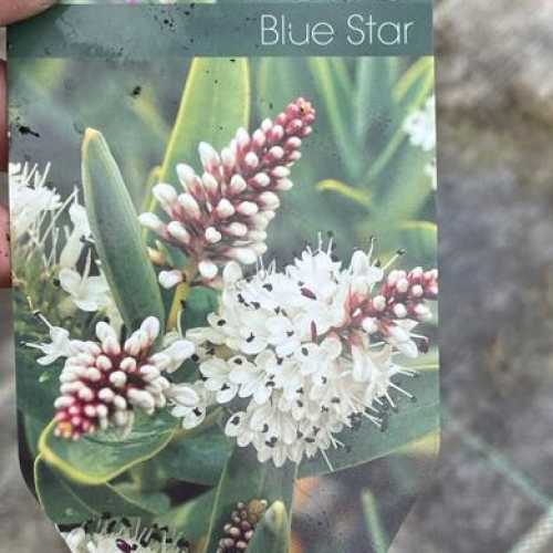 648_500_034755_Hebe_Blue_Star_Label_300.jpg