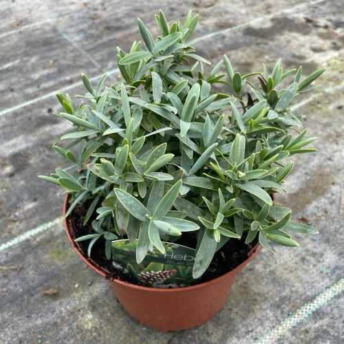 648_500_034755_Hebe_Blue_Star_Pot_300.jpg