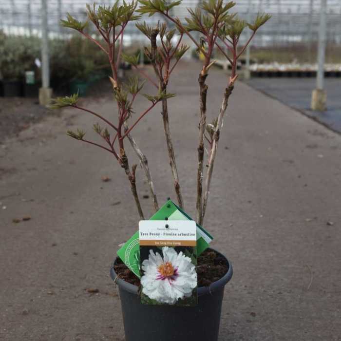 6498_500_110940_Paeonia_suffruticosa_Yue_Gong_Zhu_Guang.JPG