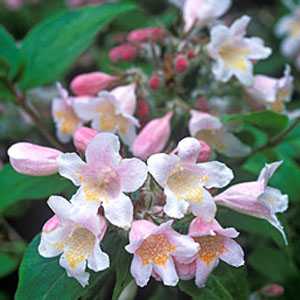 Kolkwitzia Amabilis Pink Cloud (Beauty Bush)