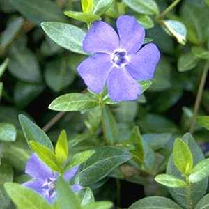 Vinca Minor (Lesser Periwinkle)